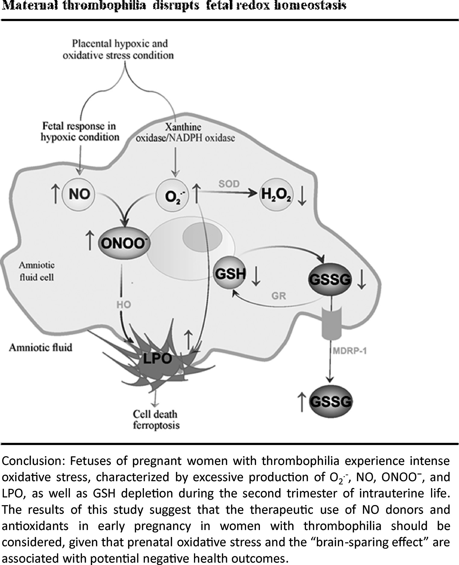 Maternal Thrombophilia Disrupts Fetal Redox Homeostasis