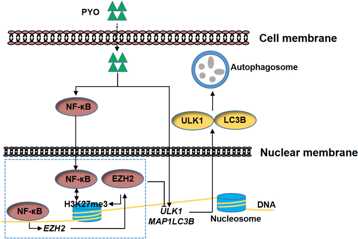 NF-κB-mediated enhancement of H3K27me3 through EZH2: a mechanism to suppress pyocyanin-induced autophagy in macrophages