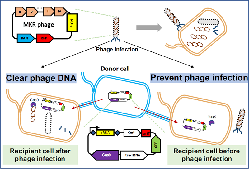 Mobile CRISPR-Cas9 based anti-phage system in