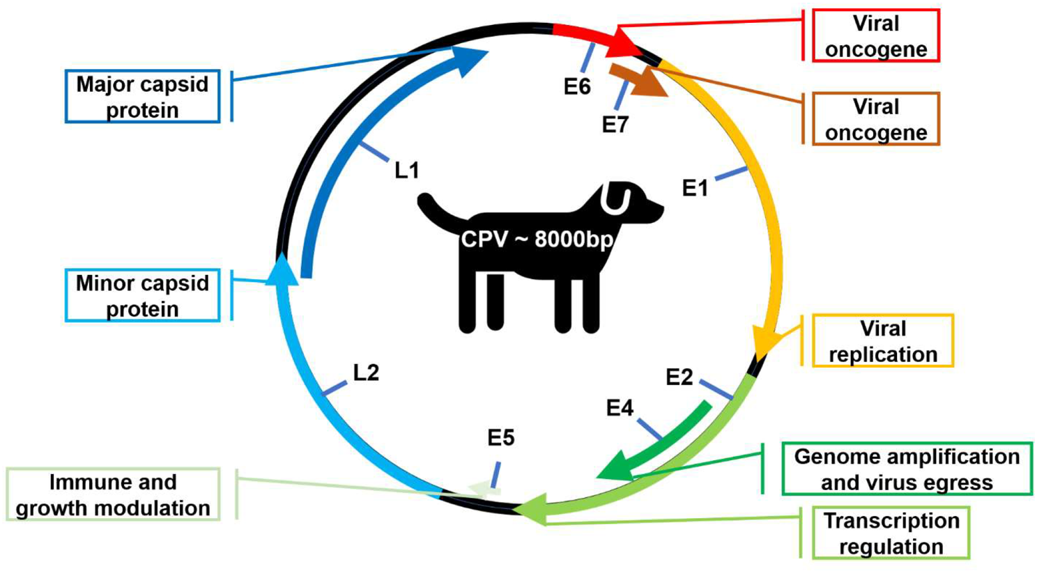 Canine papillomavirus: status of diagnostic methods and vaccine innovations