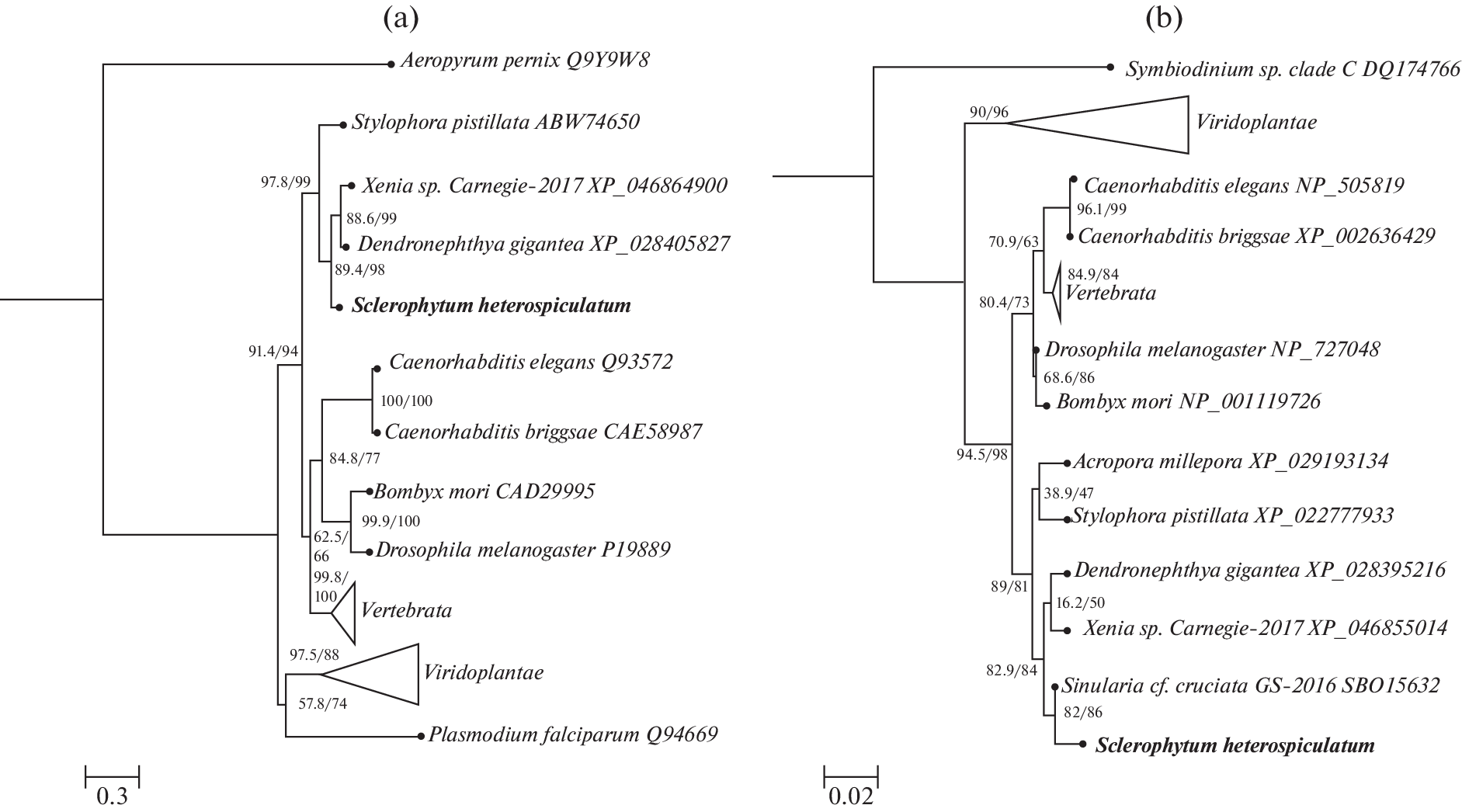 The β and  Genes in the Soft Coral  (Verseveldt, 1970)