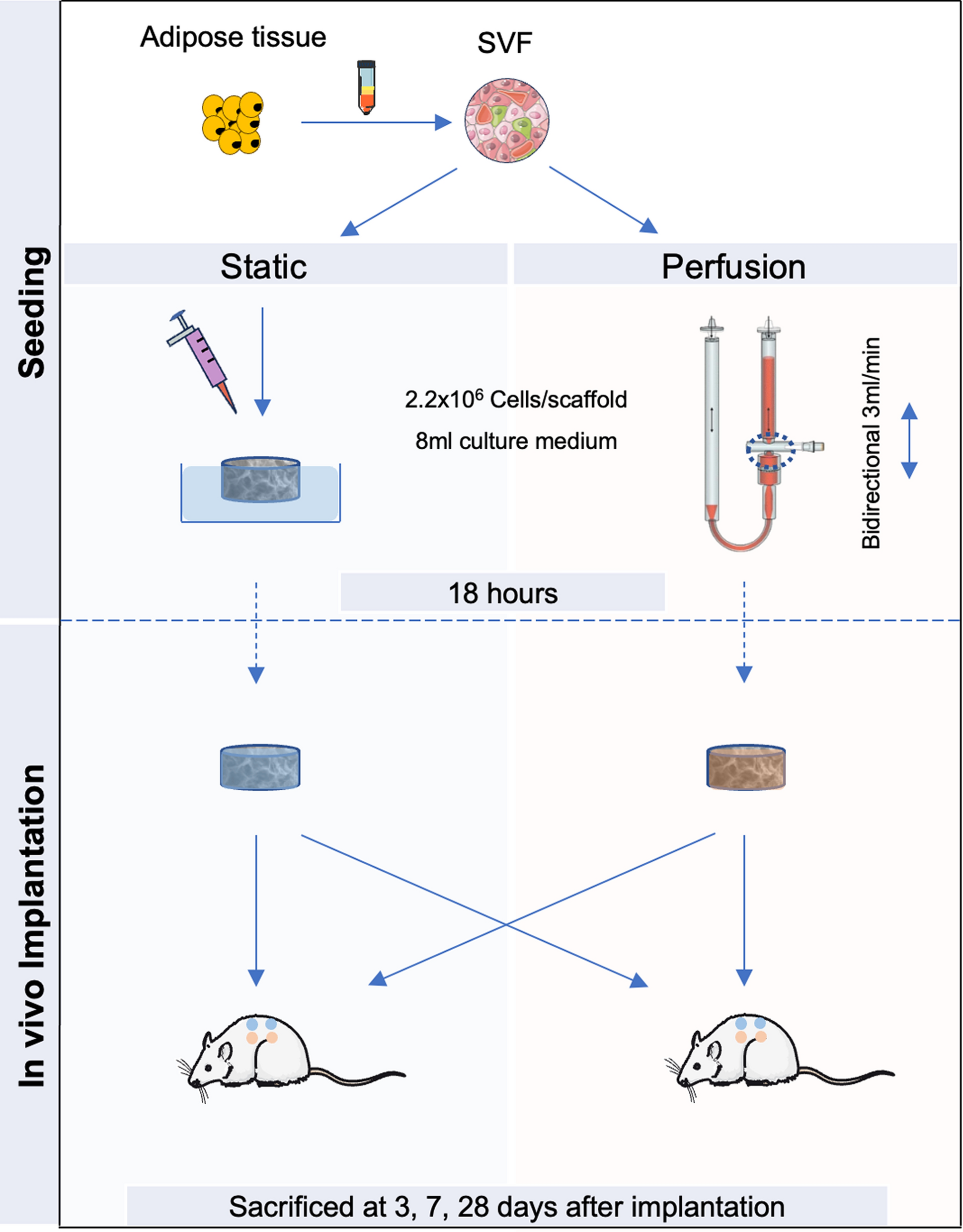 Harnessing the angiogenic potential of adipose-derived stromal vascular fraction cells with perfusion cell seeding