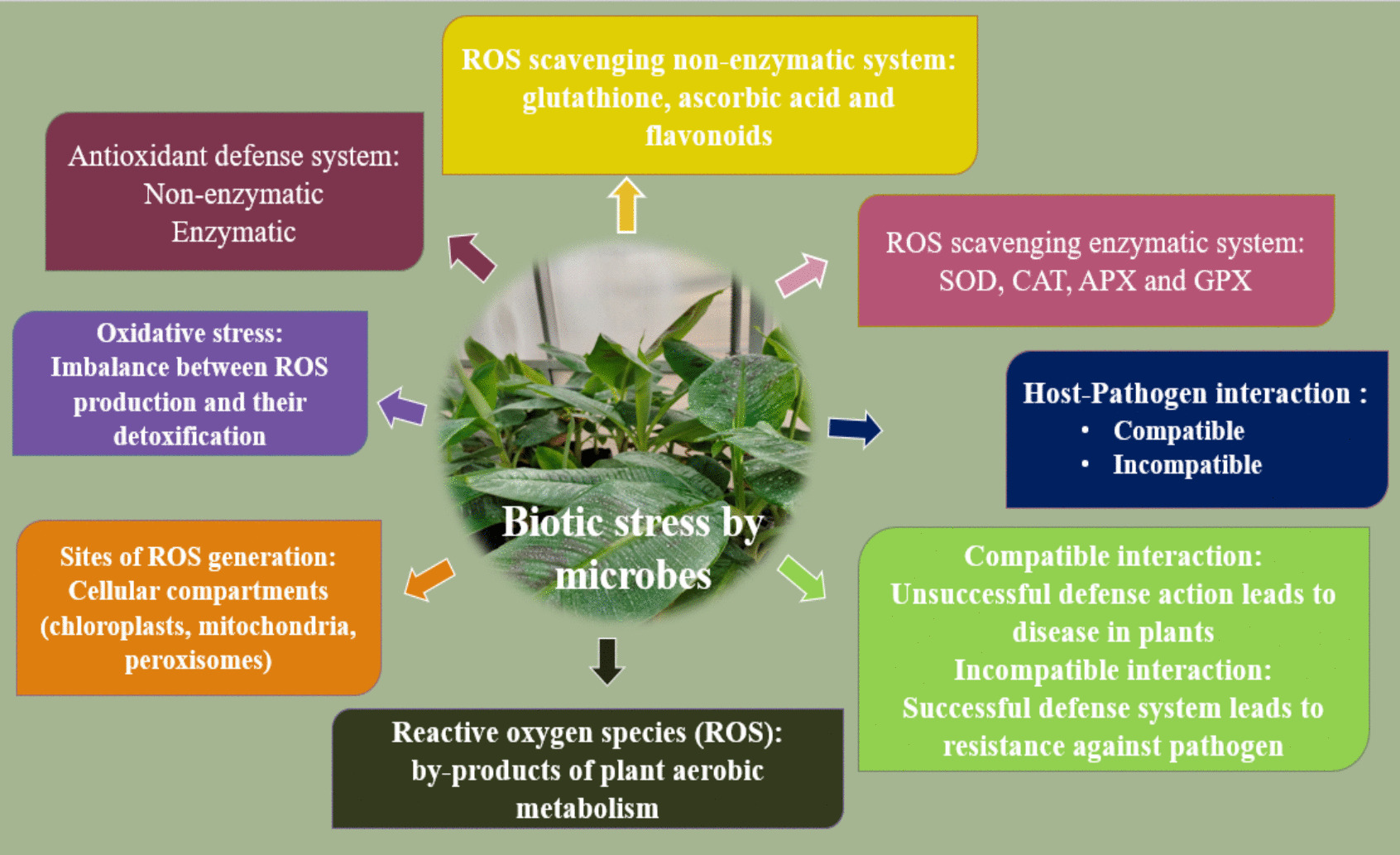 Insights into stress indicators during compatible interaction between host plant  and viral pathogen BBTV: an  study