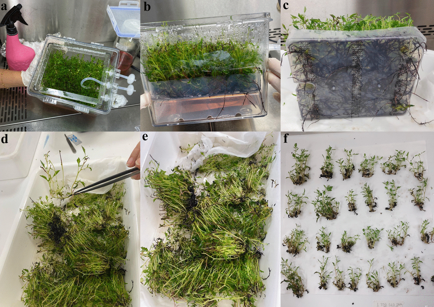 Pioneering  micropropagation of sumac ( L.) using promising SPM medium in bioreactor system