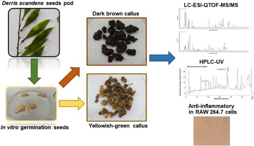 Evaluation of secondary metabolites and anti-inflammatory activity of  callus culture