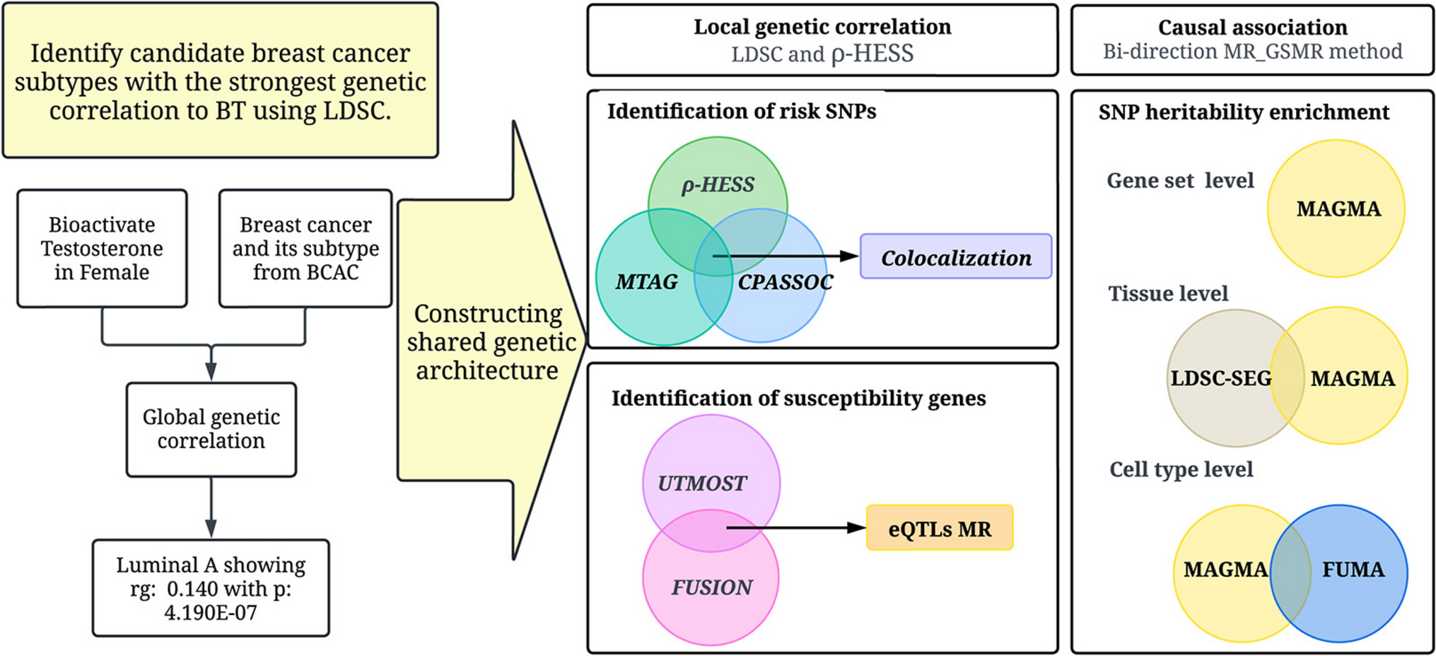 Constructing shared genetic architecture between bioavailable testosterone and luminal A breast cancer in female
