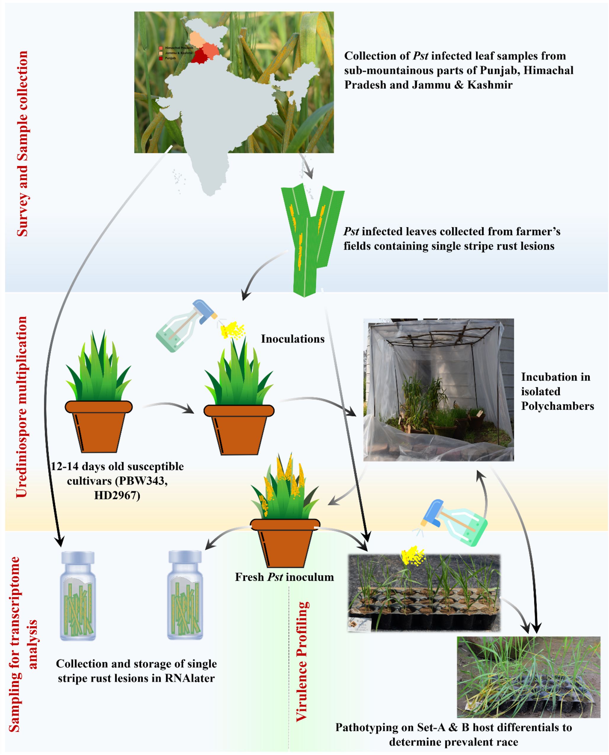 Use of Field pathogenomics approach for  f. sp.  race identification and phylogenomic delineation in North India