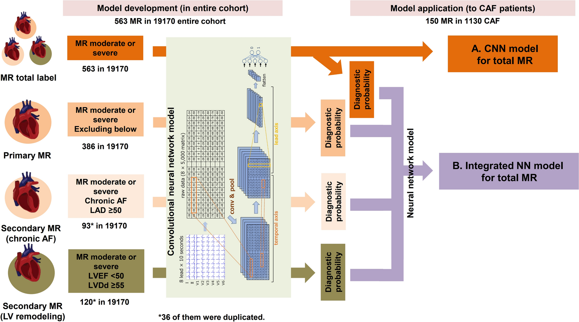 Utility of convolutional neural network-enhanced electrocardiogram to diagnose and predict mitral regurgitation in patients with chronic atrial fibrillation