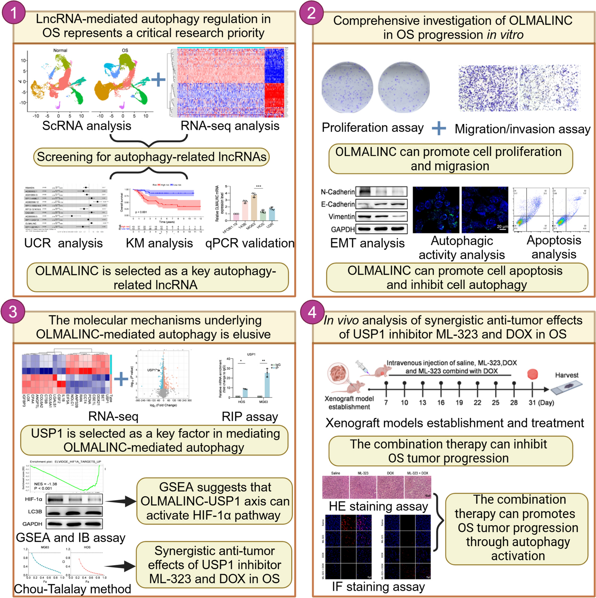 LncRNA OLMALINC promotes osteosarcoma progression through USP1-mediated autophagy suppression
