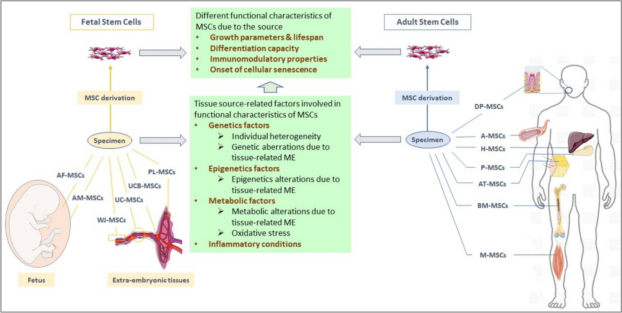 The influence of cell source on the senescence of human mesenchymal stem/stromal cells