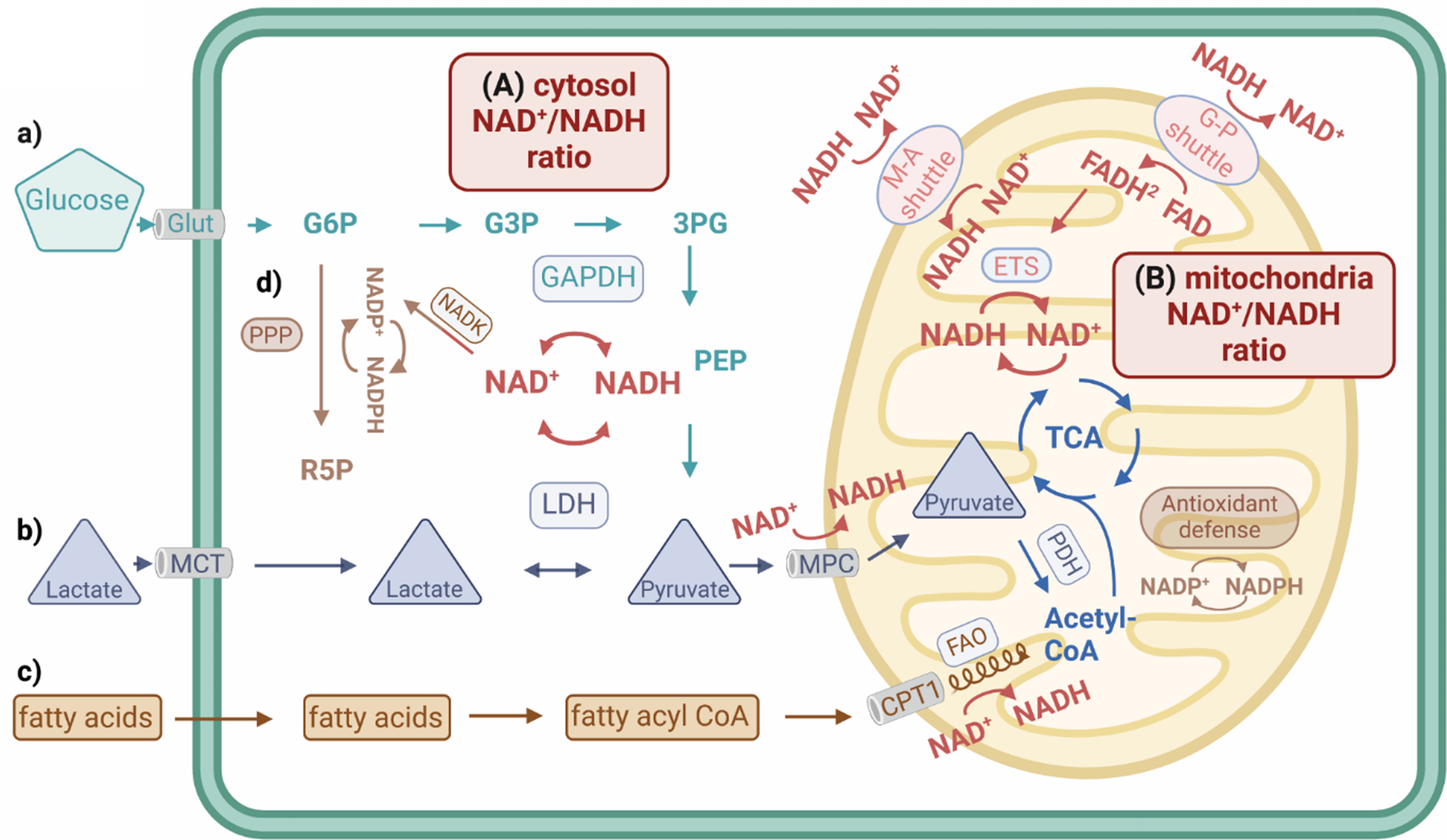 Fluorescence lifetime imaging microscopy of endogenous fluorophores in health and disease