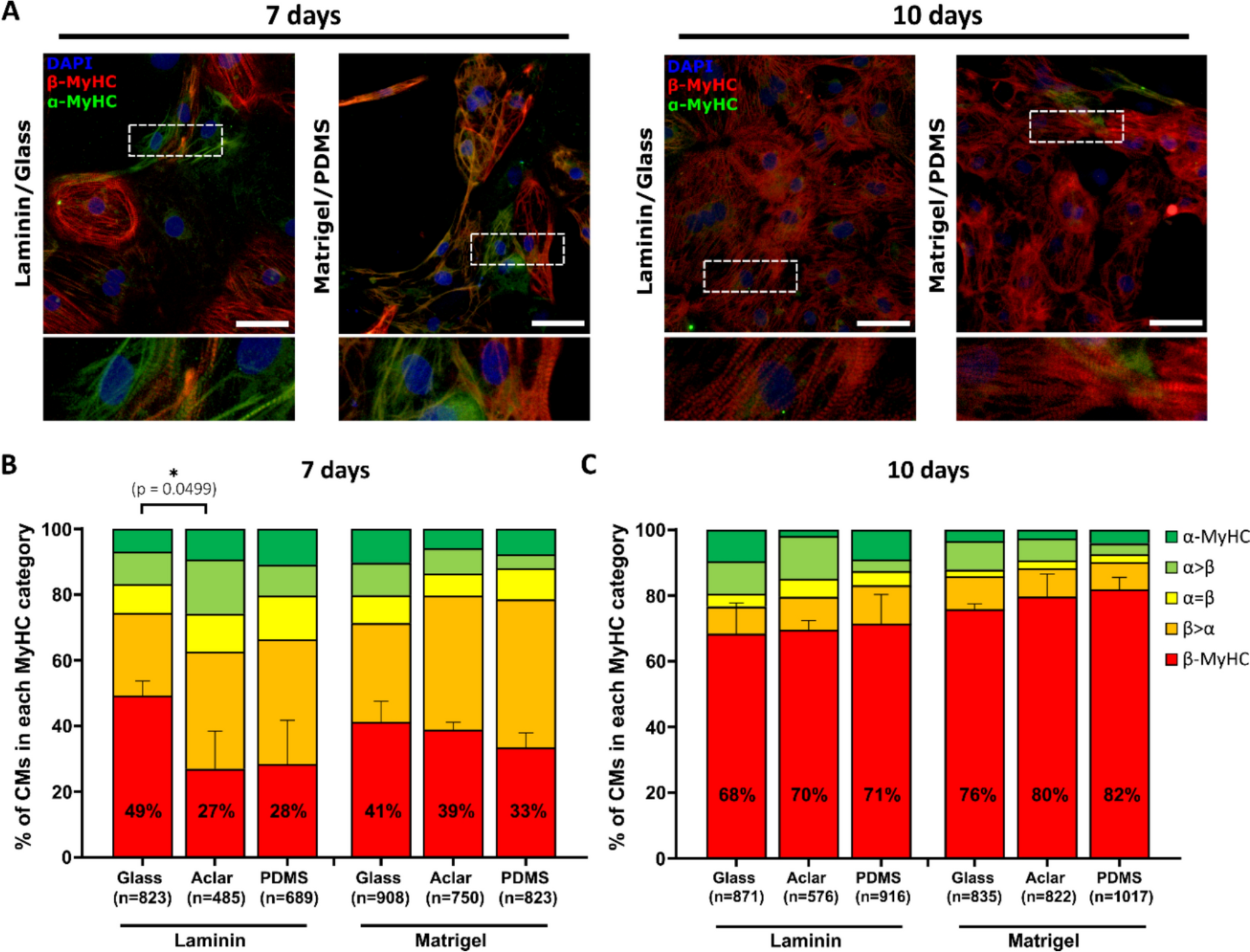 Differential impact of substrates on myosin heavy and light chain expression in human stem cell-derived cardiomyocytes at single-cell level