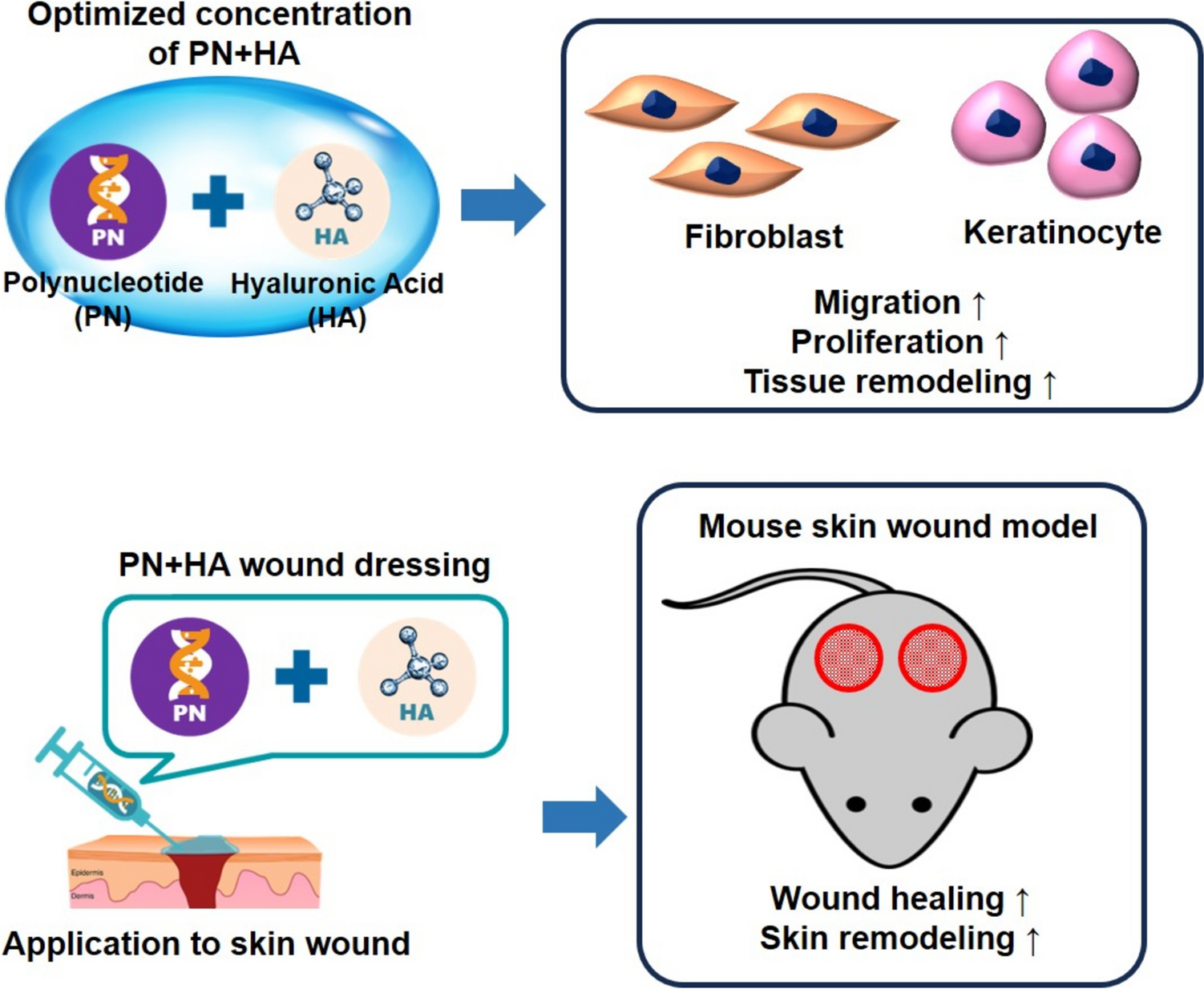 Polynucleotide and Hyaluronic Acid Mixture for Skin Wound Dressing for Accelerated Wound Healing