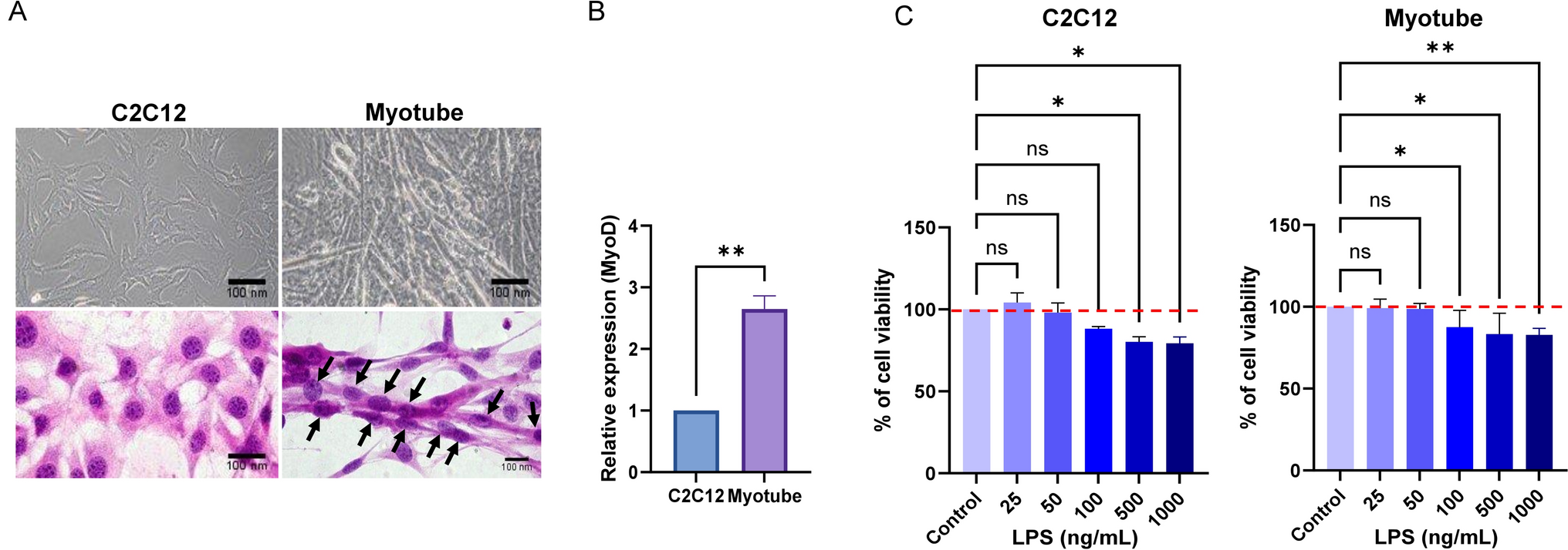 Tonsil-Derived Mesenchymal Stem Cell-Derived Small Extracellular Vesicles (sEVs) Restore Myo-Inositol Production in LPS-Treated Skeletal Muscle