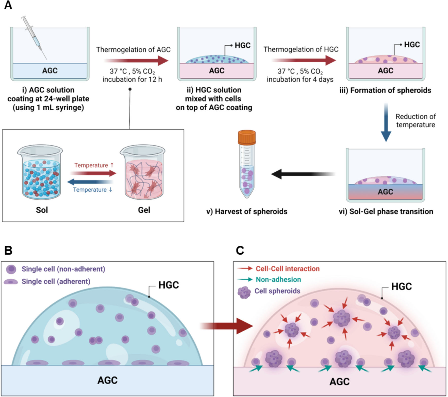 Preparation of Highly Functional Spheroid of Endocrine Cells Based on Thermosensitive Glycol Chitosan