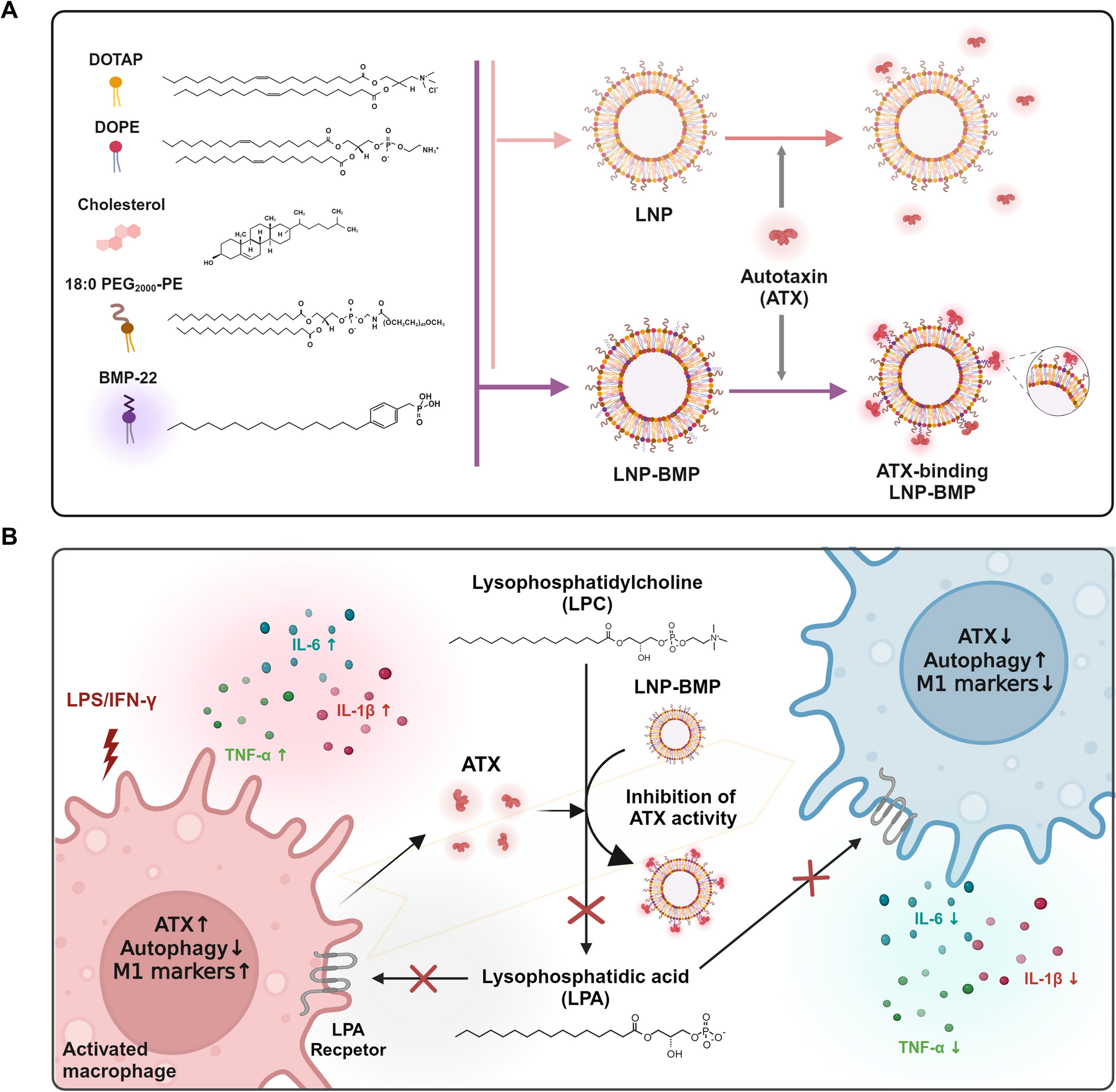 Synthesis of Autotaxin-Inhibiting Lipid Nanoparticles to Regulate Autophagy and Inflammatory Responses in Activated Macrophages