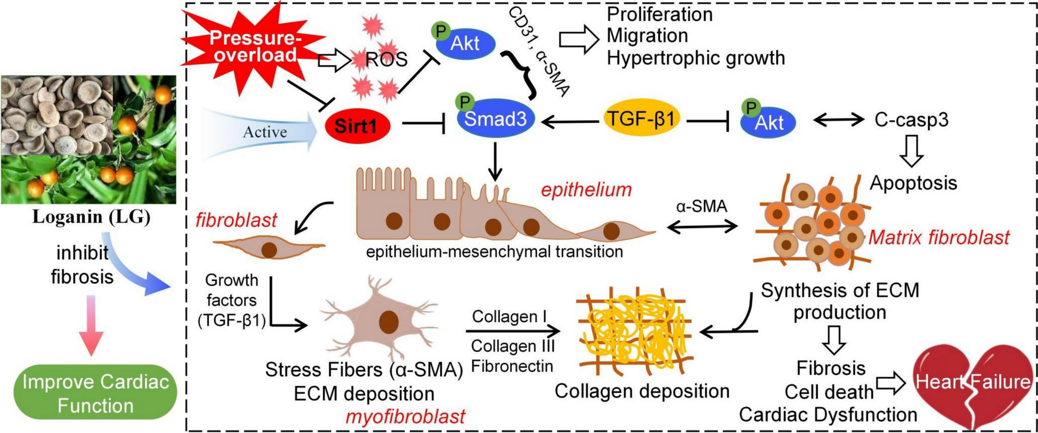 Loganin ameliorates left ventricular fibrosis and dysfunction induced by pressure overload via the Sirt1/AKT/TGF-β1 signaling pathway