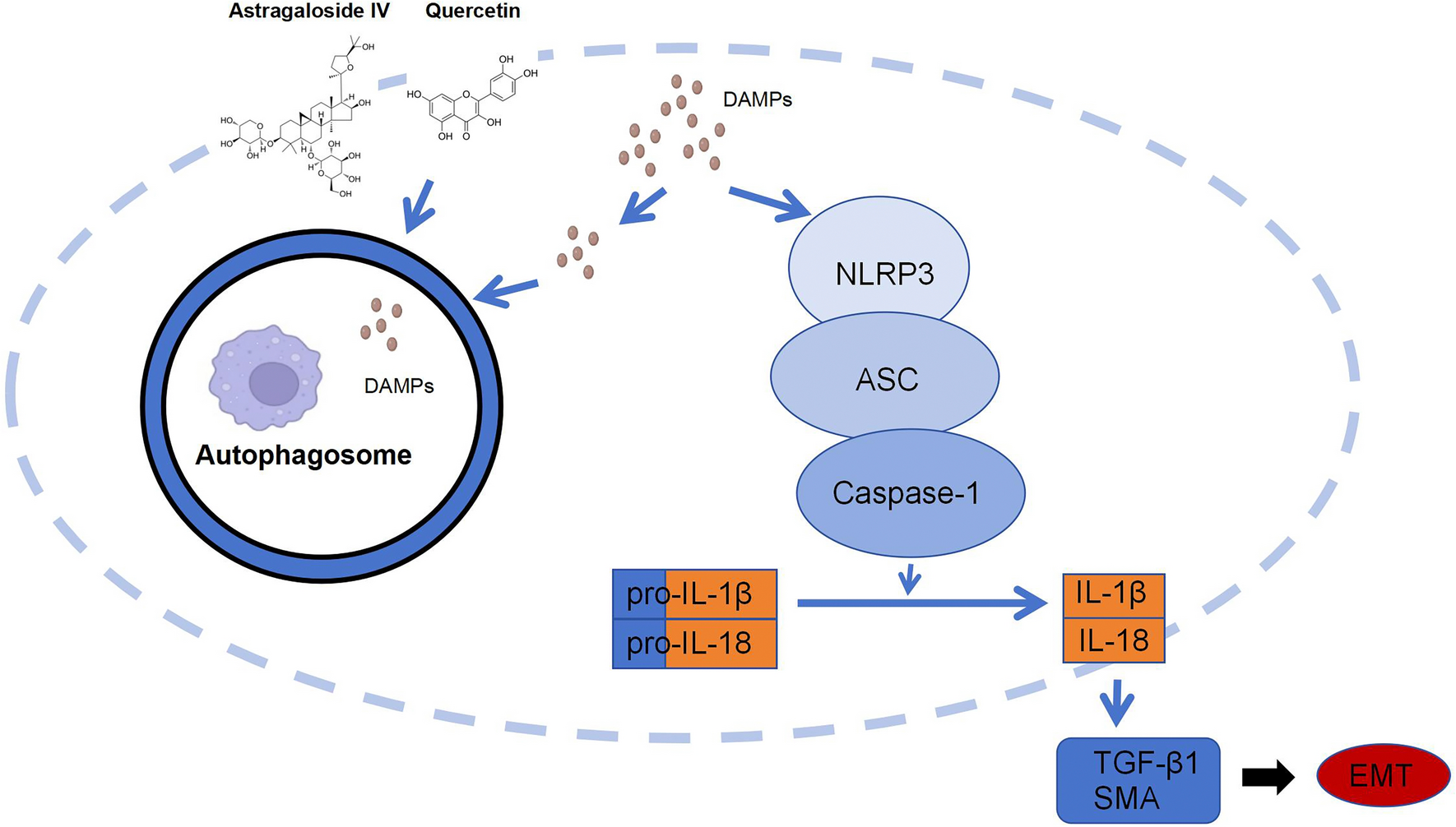 Mechanism study of the effects of astragaloside IV and quercetin on idiopathic pulmonary fibrosis