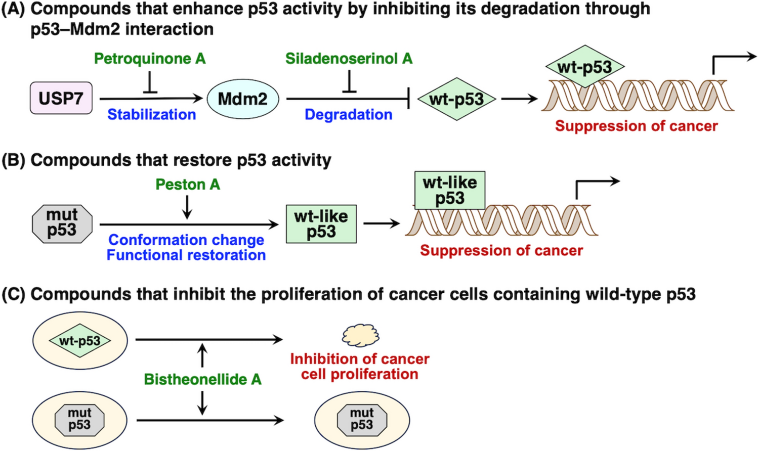 Natural products that target p53 for cancer therapy