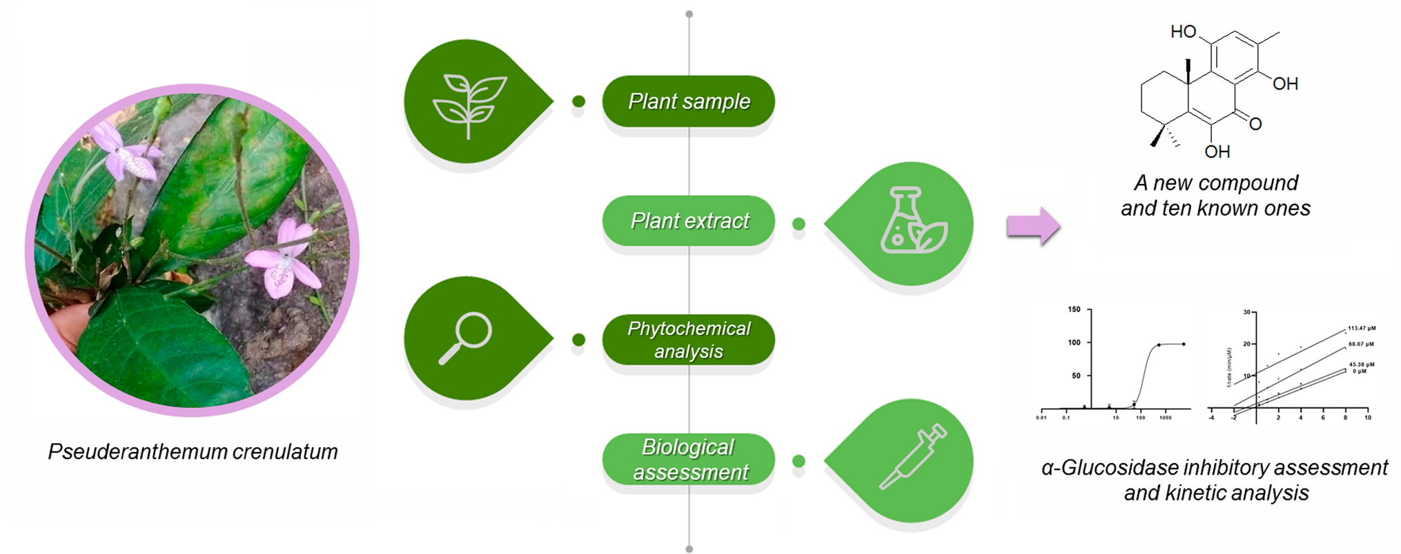 Exploring anti-hyperglycemic potential of  isolation, structural elucidation and -glucosidase inhibition evaluation