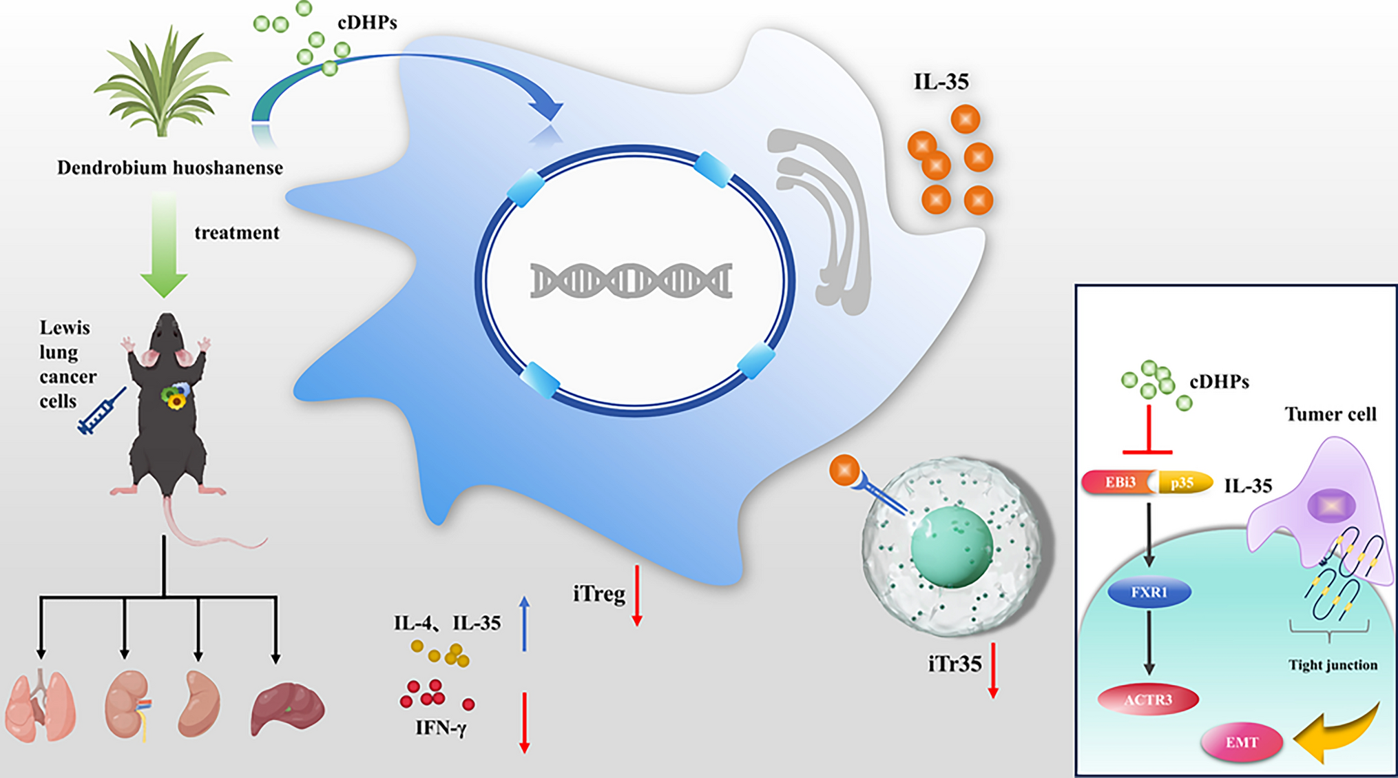 Dendrobium huoshanense polysaccharide inhibits NSCLC proliferation and immune evasion via FXR1-IL-35 axis signaling pathway