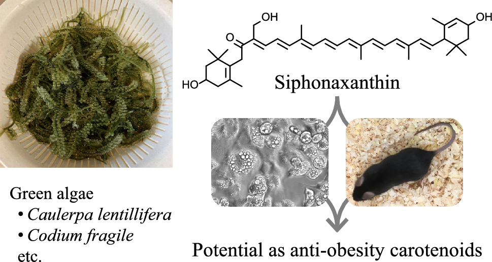 Potential of siphonaxanthin, a green algal carotenoid, to prevent obesity and related diseases