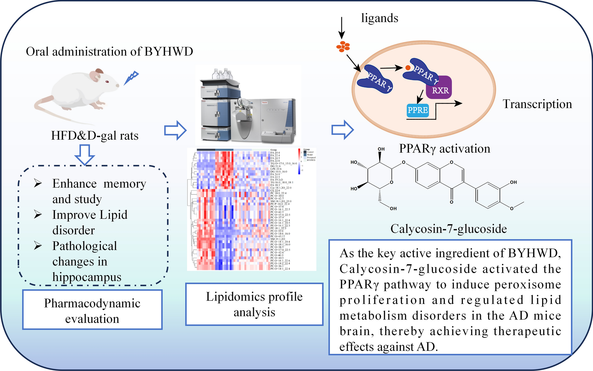 Investigation of the mechanism of Buyang Huanwu decoction in improving learning and memory impairment in Alzheimer's disease mice based on lipidomics