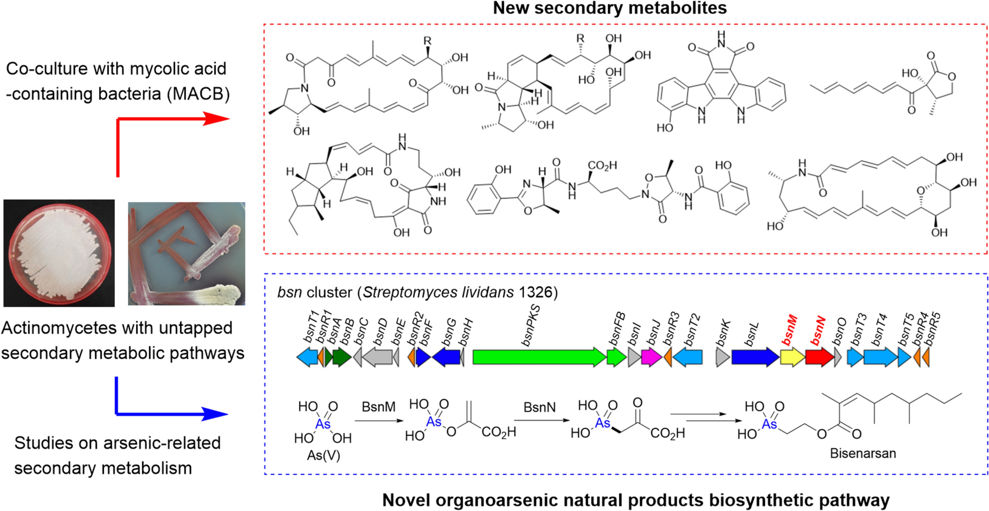 Exploring new natural products by utilizing untapped secondary metabolic pathways in actinomycetes