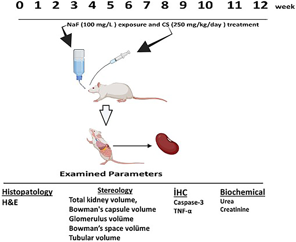 Ameliorative effects of chitosan on fluoride-induced kidney injury in rats: a stereological and immunohistochemical study