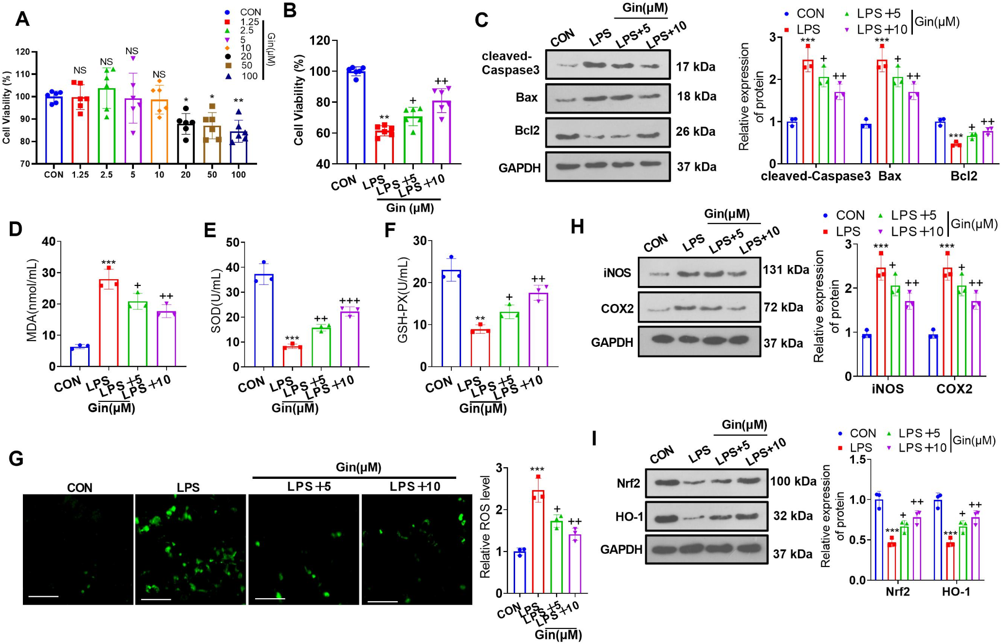 STAT3/FoxO3a/Sirt1 pathway inhibition by ginsenoside Rc ameliorates cardiomyocyte damage in septic cardiomyopathy by altering macrophage polarization