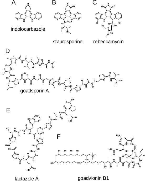 Unlocking hidden bioactive compounds: from indolocarbazole and RiPP biosynthesis to the activation of cryptic secondary metabolism via microbial interactions