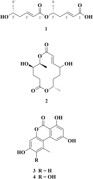 New dimeric 5-hydroxy-2-hexenoic acid isolated from culture broth of Clonostachys rogersoniana