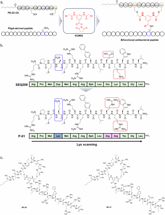 Novel bifunctional antibacterial peptides mediated by a covalent conjugation strategy combat priority multidrug-resistant gram-negative pathogens through dual targets