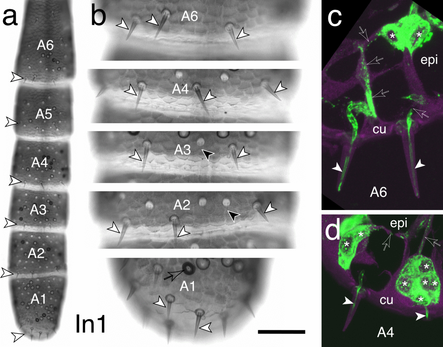 From bristle to brain: embryonic development of topographic projections from basiconic sensilla in the antennal nervous system of the locust