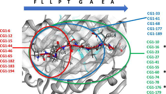 T cell receptor mimic CAR T cells targeting cathepsin G signal peptide