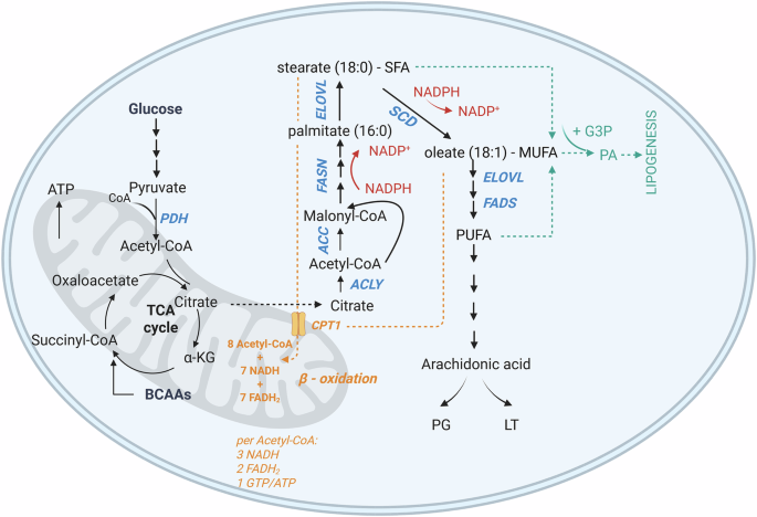 Targeting lipid metabolism in acute myeloid leukemia: biological insights and therapeutic opportunities