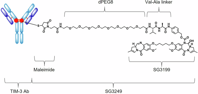 KK2845, a PBD dimer-containing antibody-drug conjugate targeting TIM-3-expressing AML