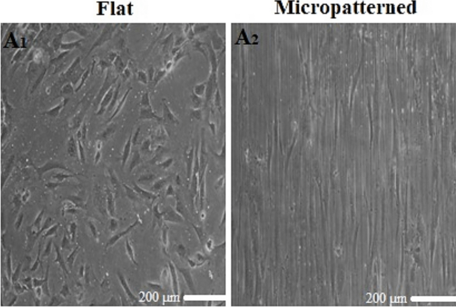 Synergistic effects of micropatterned substrates and transforming growth factor-β1 on differentiation of human mesenchymal stem cells into vascular smooth muscle cells through modulation of Krϋppel-like factor 4