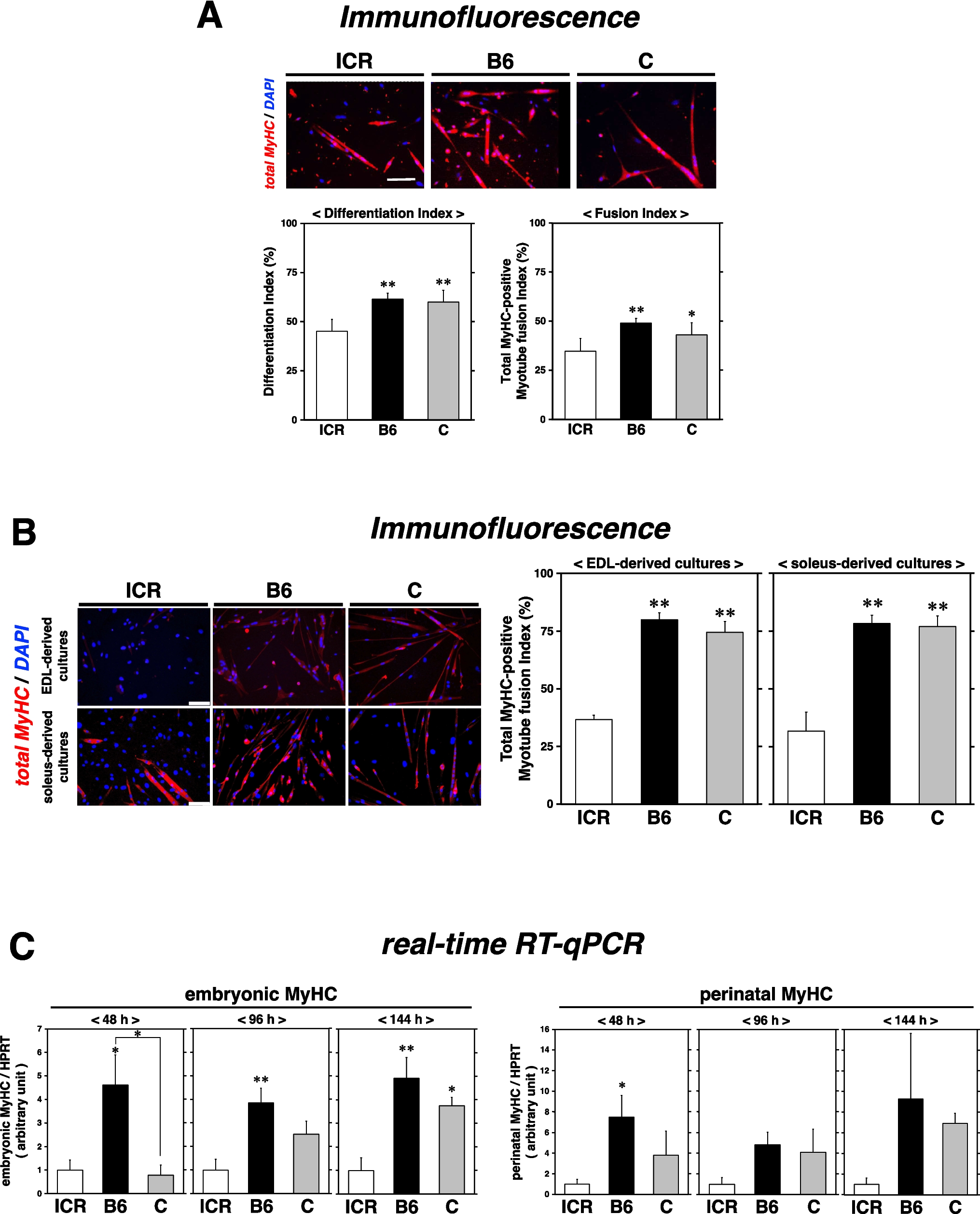 Reduced myogenic differentiation capacity of satellite cell-derived myoblasts in male ICR mice compared with male C57BL/6 and BALB/c mice