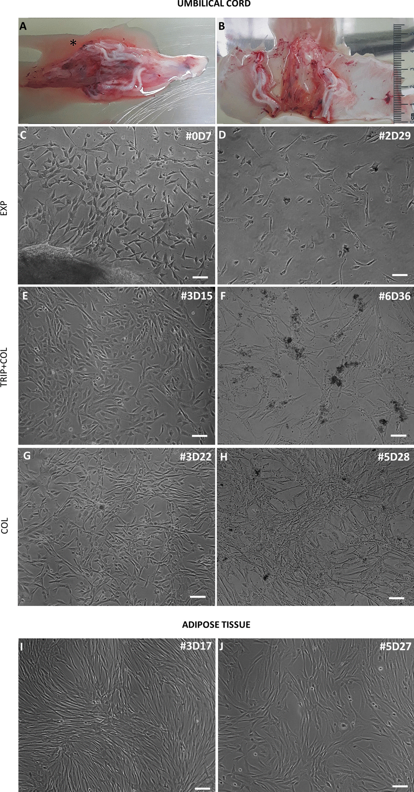 Isolation and characterization of canine umbilical cord mesenchymal/stromal stem cells