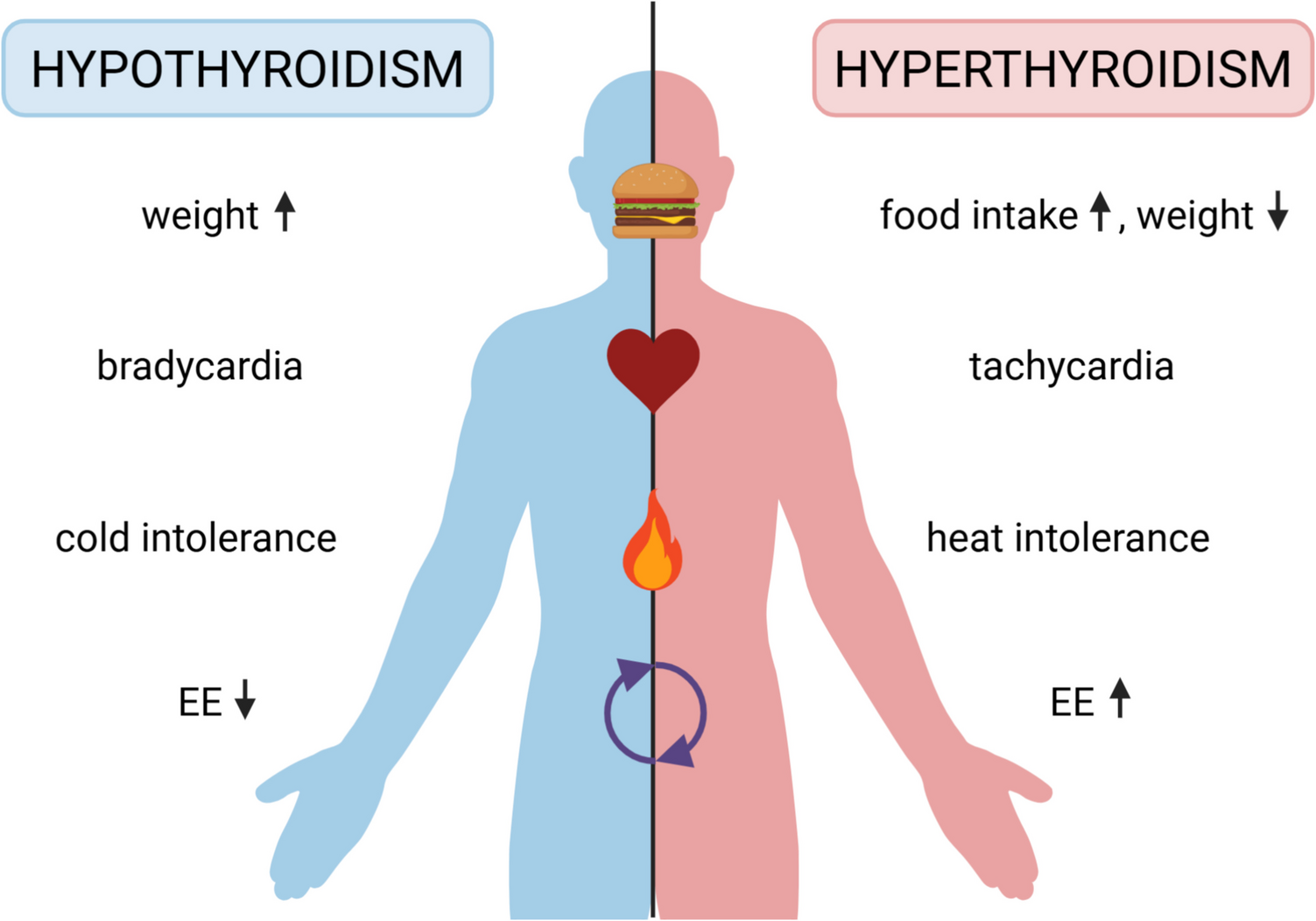 Hypothalamic control of heart rate and body temperature by thyroid hormones