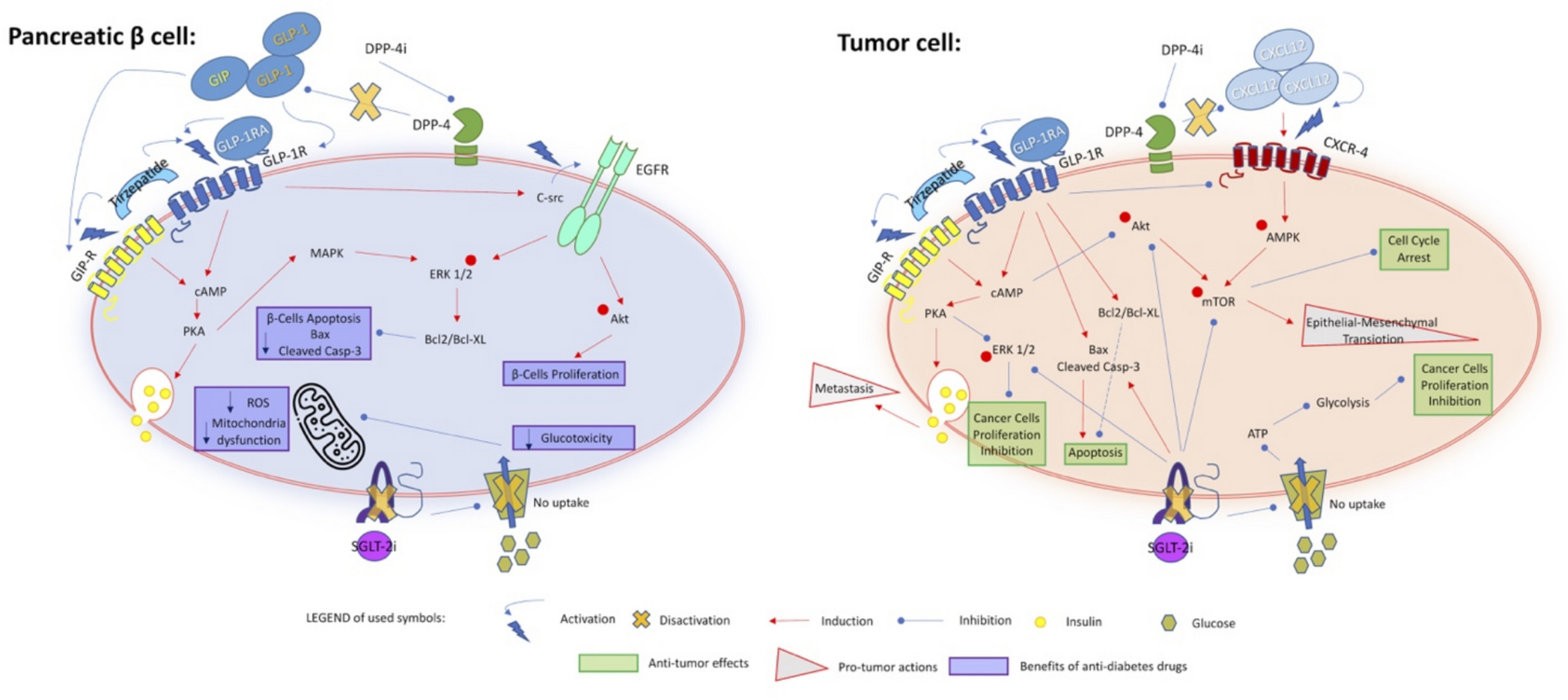 Incretins and SGLT-2 inhibitors in diabetic patients with neuroendocrine tumors: current updates and future directions
