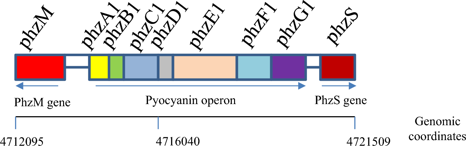 Prospects of Synthetic Biology-Based Approaches in the Enhanced Production of Pyocyanin in  MCCB 117 as the Drug of Choice in Aquaculture