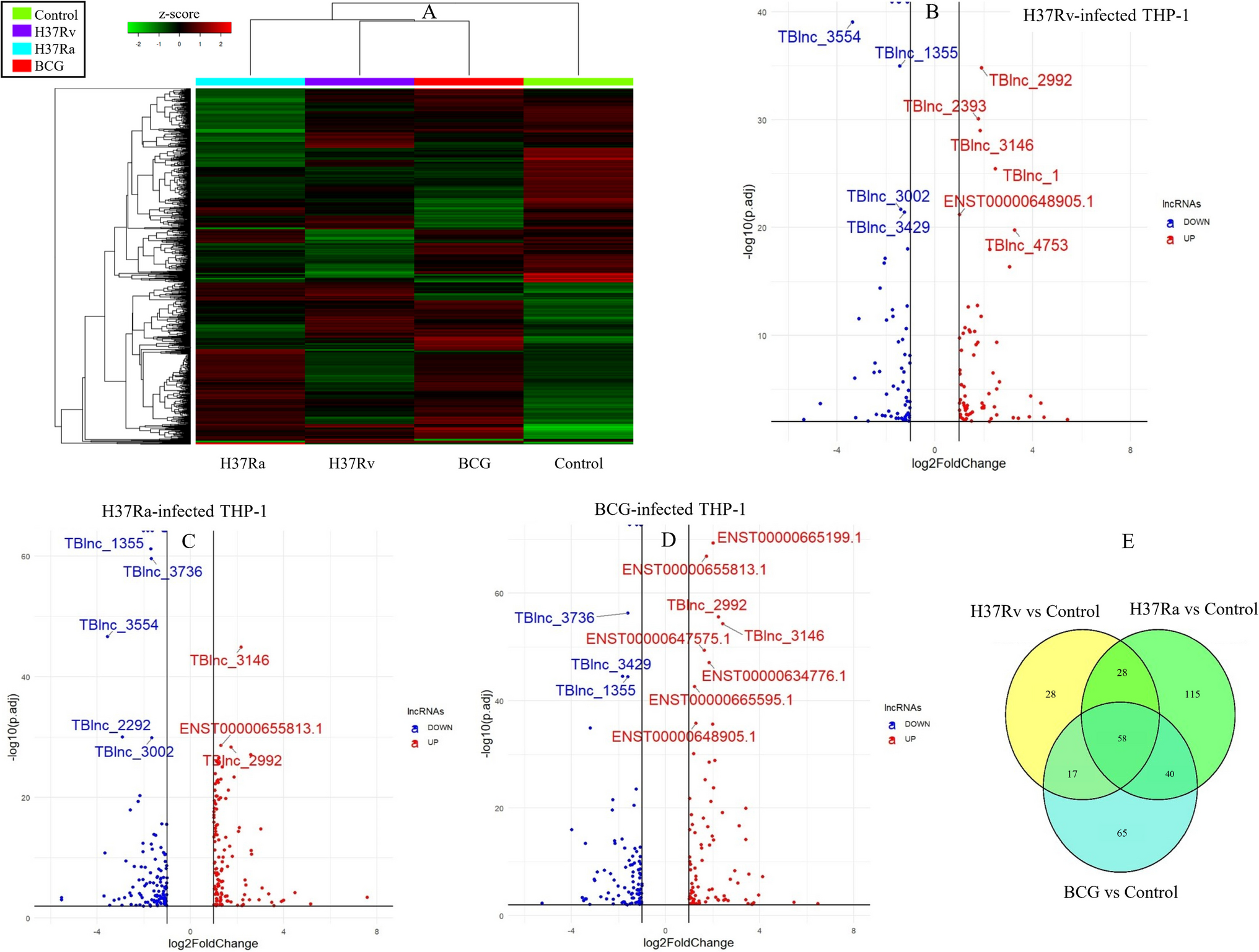 Insight on long non-coding RNA expression profile in THP-derived macrophages infected by H37Rv, H37Ra, and BCG