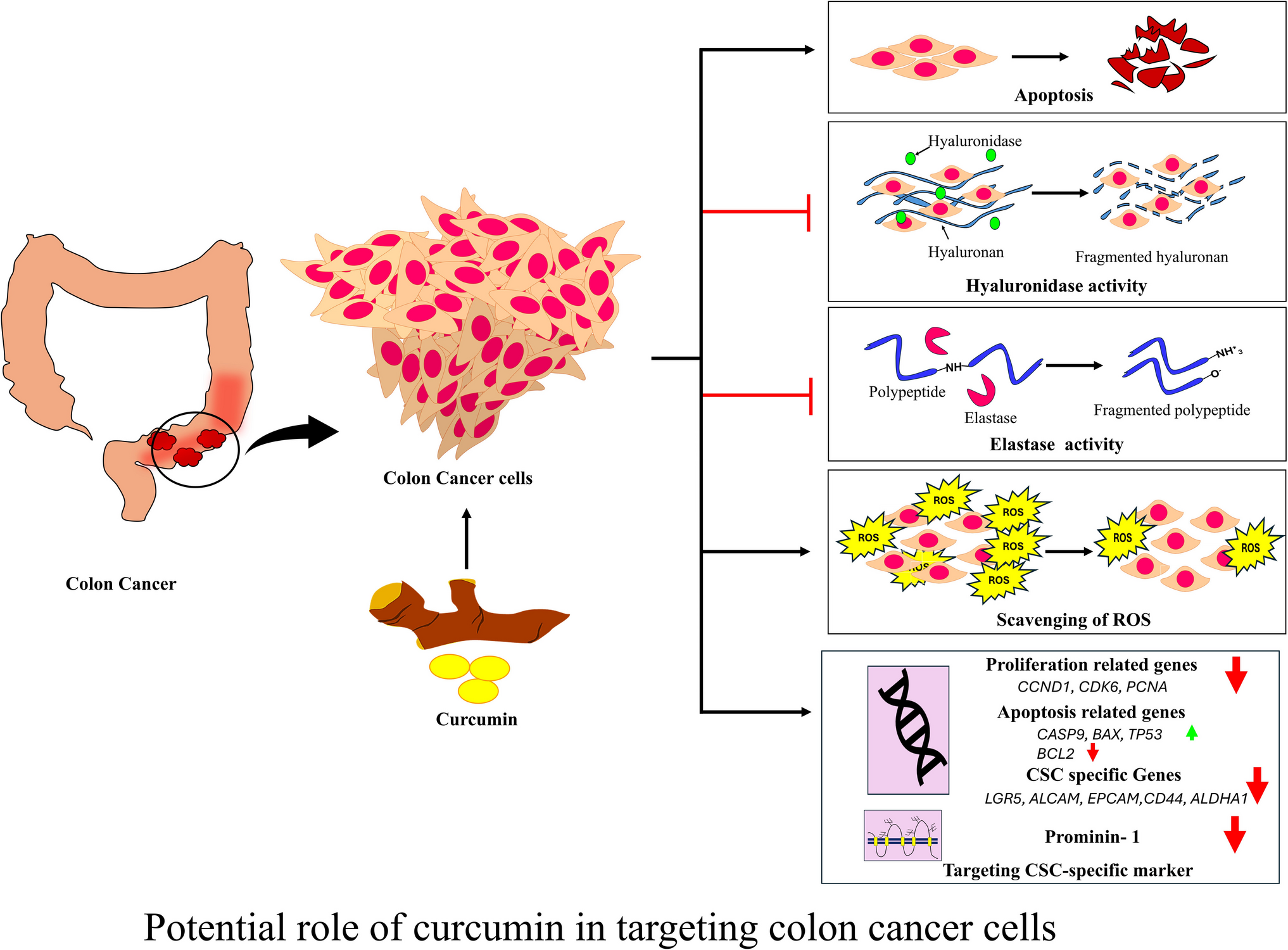 A Study on the Potential of Curcumin in Proliferation and Apoptosis of SW480 and SW620 Colon Cancer Cell Lines