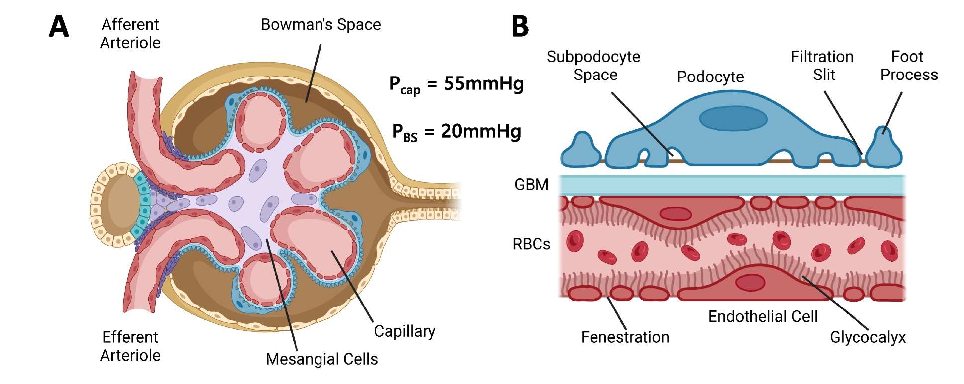 Fertile Ground for Mathematical Modeling: Therapeutic and Diagnostic Nanoparticle Transport in the Glomerulus