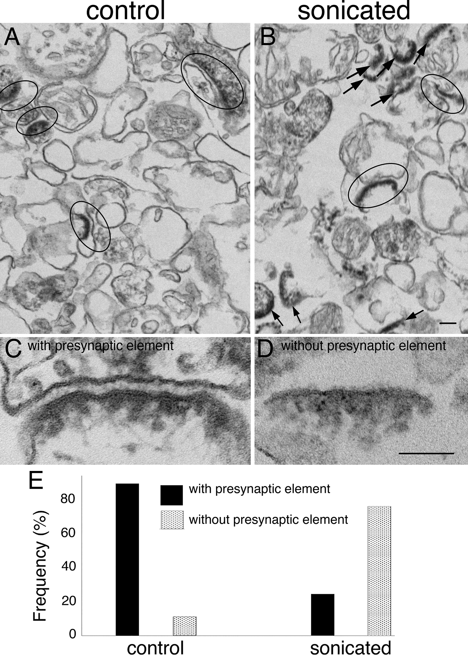 Sonication dissociates the synaptic cleft and allows purification of postsynaptic densities with associated postsynaptic membrane