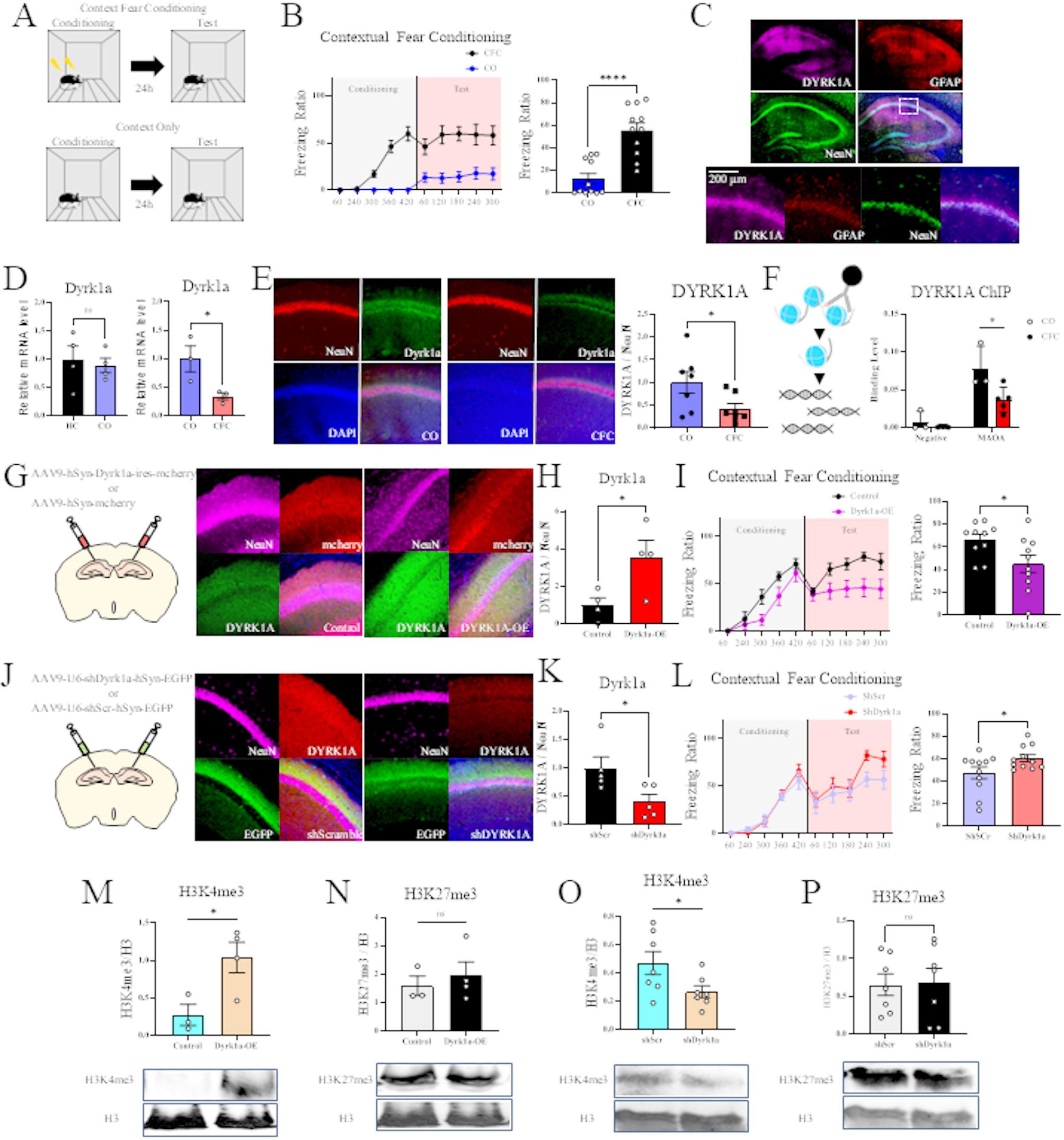DYRK1A modulates fear memory formation via epigenetic modification