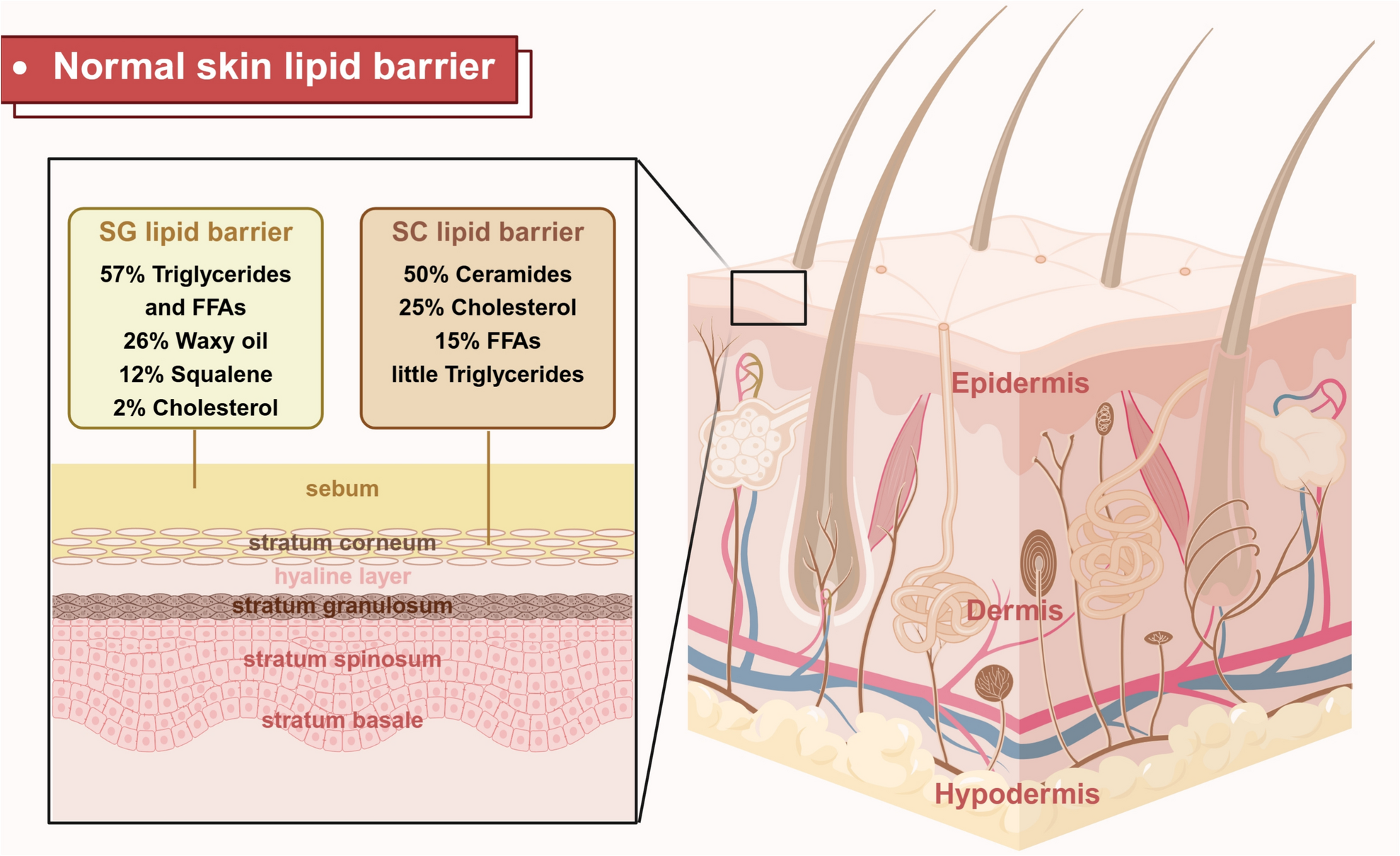 Atopic Dermatitis: The Relationship Between Immune Mediators and Skin Lipid Barrier