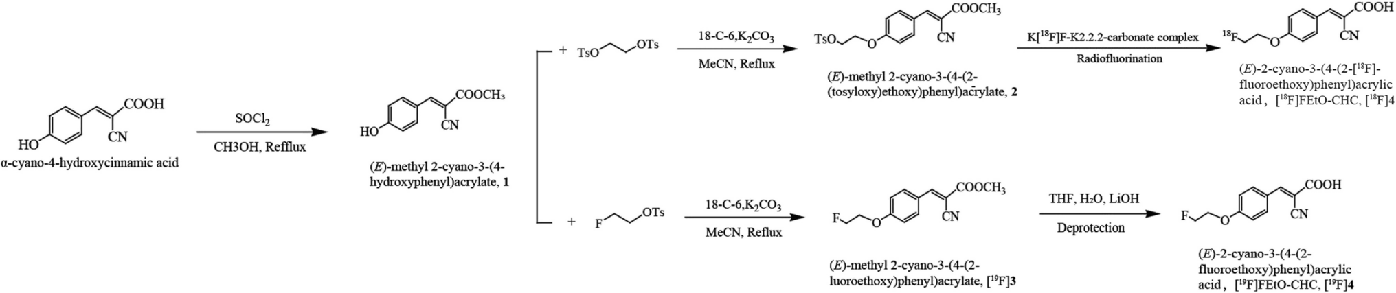 One-step Radiosynthesis and Preclinical Evaluation of Molecular Tracer [F]FEtO-CHC Targeting Monocarboxylate Transporters for PET Imaging in Tumor-bearing Mice